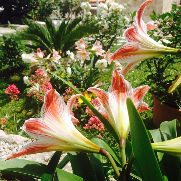 Apartment Flora Млини Стая снимка